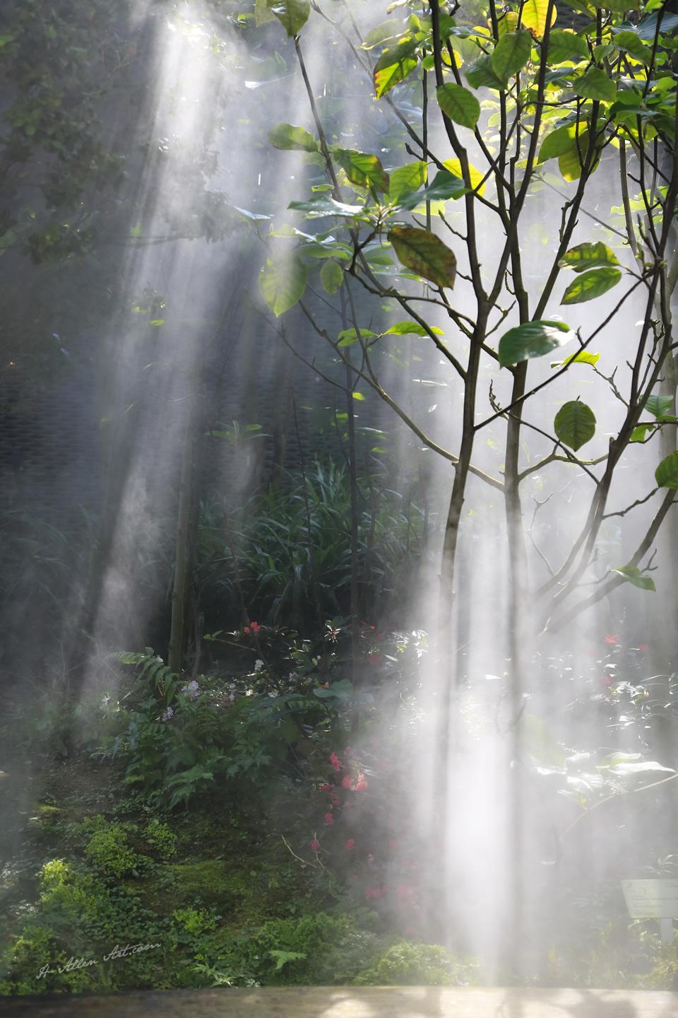 Sunbeams in the Mist, The Flower Dome Atrium, Singapore Sunbeams in the Mist, The Flower Dome Atrium, Singapore